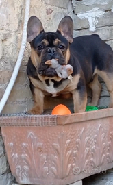 Bulldog Francese
