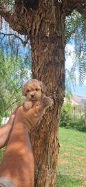 Cuccioli disponibili di maltipoo mini toy