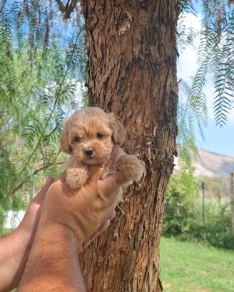 Cuccioli disponibili di maltipoo mini toy