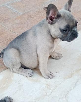 Bulldog francese blu 6