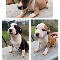 American staffordshire terrier