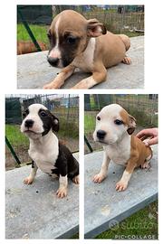 American staffordshire terrier