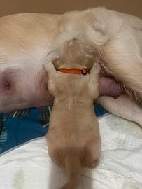 Cuccioli golden linea inglese