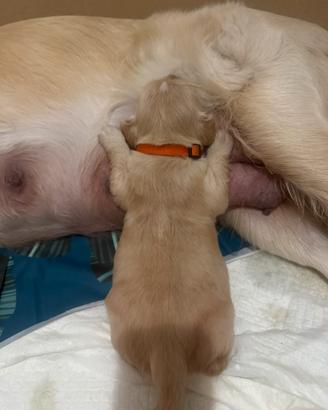 Cuccioli golden linea inglese