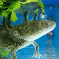 Axolotl