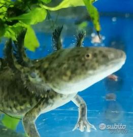Axolotl