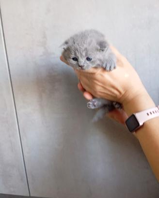 British shorhair blu