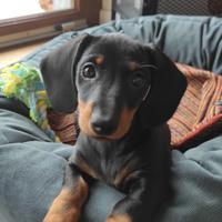 Charly Bassotto di Razza da monta ;)