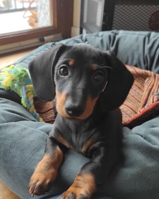 Charly Bassotto di Razza da monta ;)