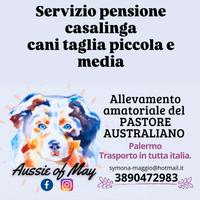 Cane taglia piccola media