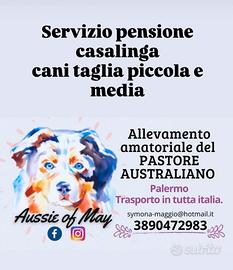 Cane taglia piccola media