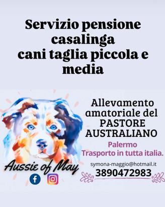 Cane taglia piccola media