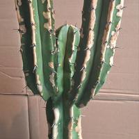 Myrtillocactus Geometrizans ramificato
