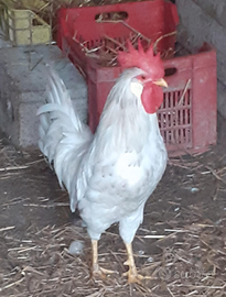Galline Americane