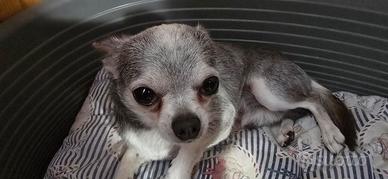 Chihuahua maschio
