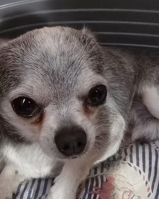 Chihuahua maschio