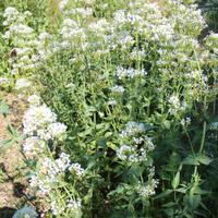 Piante di Centranthus ruber o valeriana rossa 