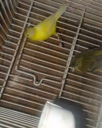 Uccelli