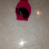 Cucciola di princhers