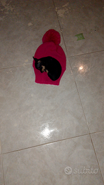 Cucciola di princhers