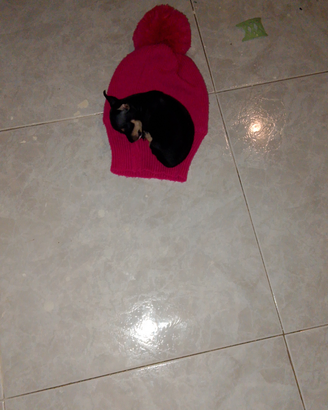 Cucciola di princhers