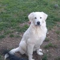 Cuccioli di Cane Maremmano