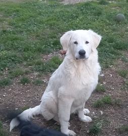 Cuccioli di Cane Maremmano