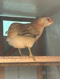 Giovane Araucana Femmina