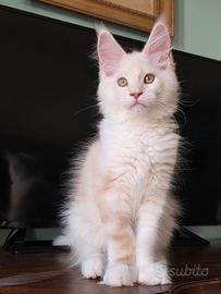 Maine coon
