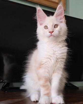 Maine coon