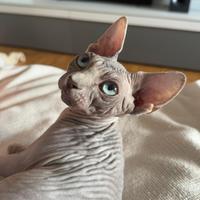 Gatto Sphynx