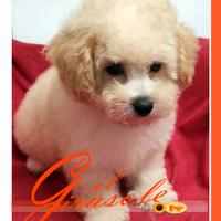 Cuccioli di MALTIPOO