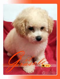 Cuccioli di MALTIPOO