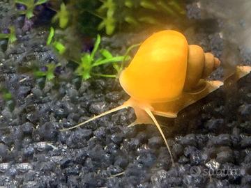 Ampullarie gold blu caridine