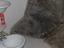 Immagine 22