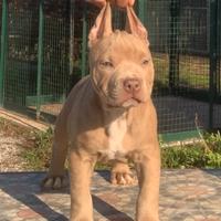 Pitbull