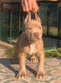 Pitbull