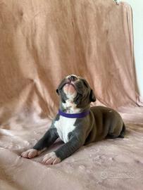 Femmina cucciolo di Amstaff Blue - dolcissima