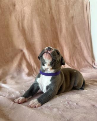 Femmina cucciolo di Amstaff Blue - dolcissima