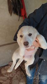 Cani cuccioli