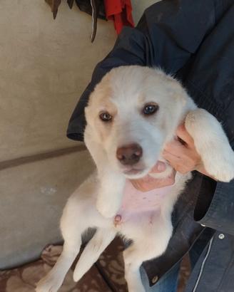 Cani cuccioli