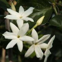 pianta adulta di Gelsomino officinale