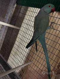 Parrocchetto dal collare