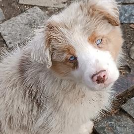 Border collie Pedigree ENCI