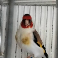 Cardellino maschio Maior e canarini