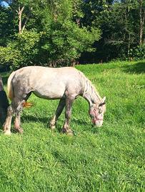 Percheron