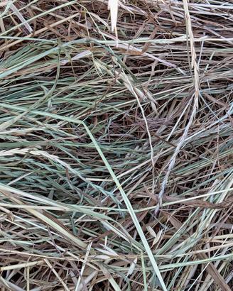 fieno per cavalli pecore capre