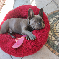 Bulldog francese per monta cuccioli