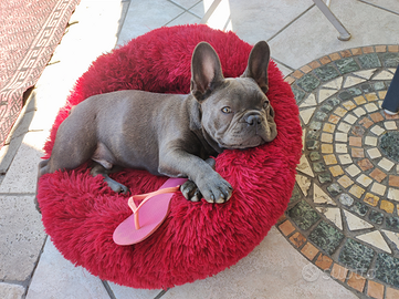 Bulldog francese per monta cuccioli