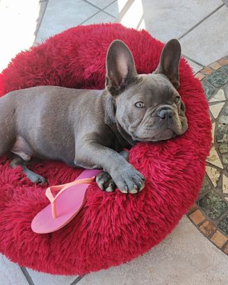 Bulldog francese per monta cuccioli